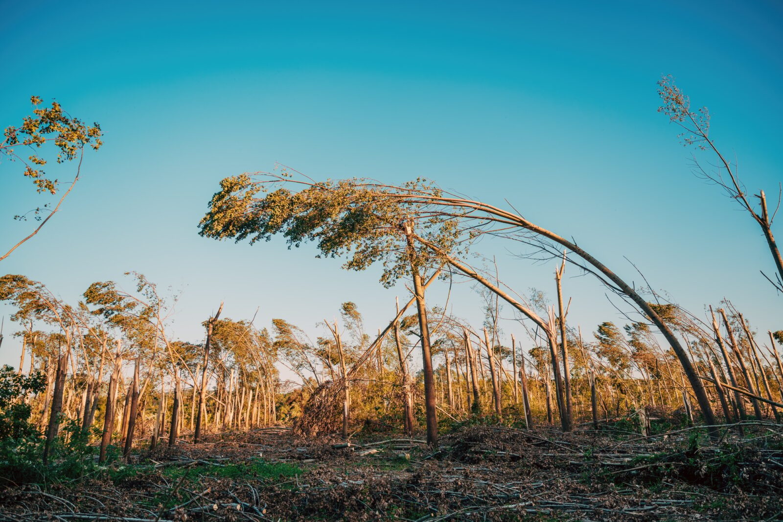 Environmental damage, deciduous forest landscape devastated after severe summer supercell storm
